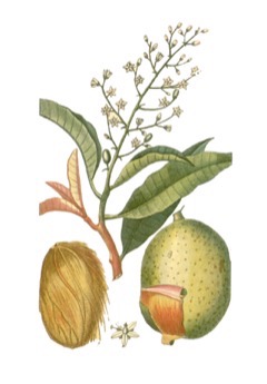 Mangifera Mango, Bowen Mango